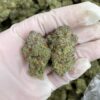 Blackberry Marijuana Strain